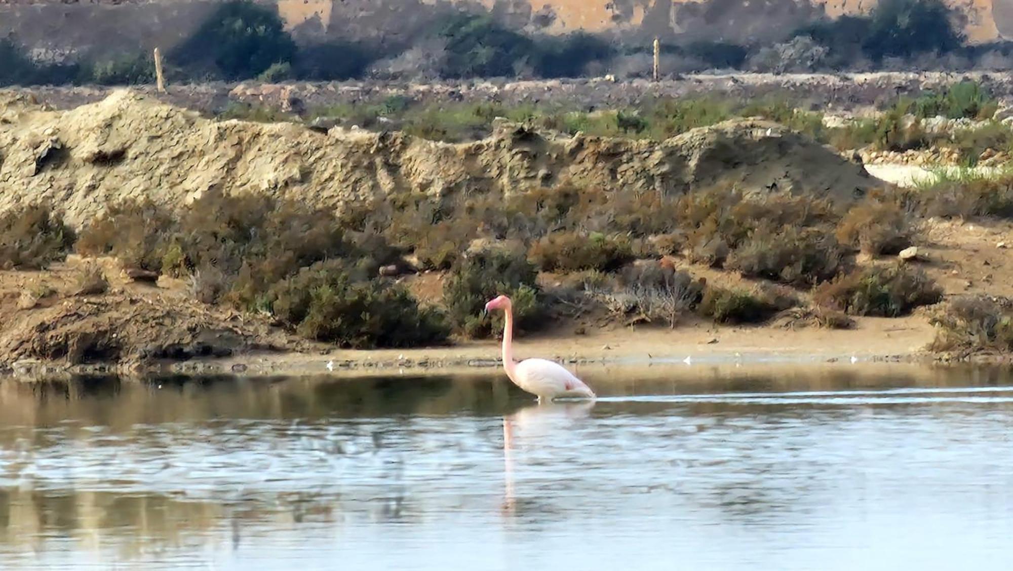 Flamingos View Apartment In Cabo De Gata El Pozo del Cabo 외부 사진